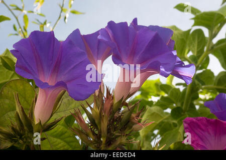 Lila rosa Convolvulus. Convolvulus/Kənˈvɒlvjuːləs/ist eine Gattung von etwa 200 bis 250 Arten von Blütenpflanzen Stockfoto