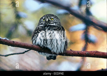 Pygmy Eule (Glaucidium Passerinum) im verschneiten Nadelwald Stockfoto