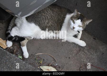 Blick hinunter auf eine Katze liegend auf der Straße zwischen Autos auf Wigram Lane im Inneren Westen Stadtteil Glebe, Sydney. Stockfoto