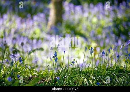 Glockenblumen in Aughton Woods in Lancashire, England UK Stockfoto