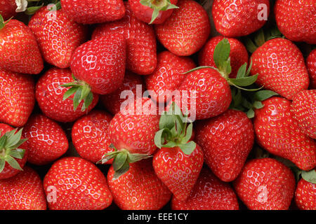 Hintergrund aus erntefrischen Erdbeeren direkt über Stockfoto