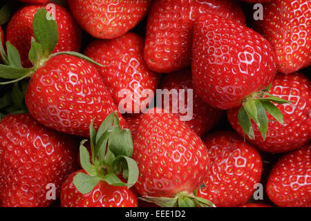 Hintergrund aus erntefrischen Erdbeeren direkt über Stockfoto
