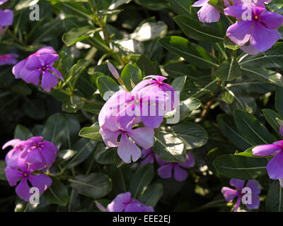 Thailand, Asien, Suedostasien, Reiseziel, Landschaft, Urlaubsziel, Urlaub, Freizeit, Entspannung, Erholung, Chiang Rai, Mae Fah Stockfoto