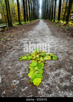 Ein Pfeil der herbstlichen Blätter auf einer Straße, die Richtung zu folgen Stockfoto