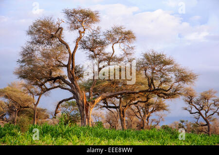 Riesige Akazienbäume in der Savanne, Senegal. Stockfoto