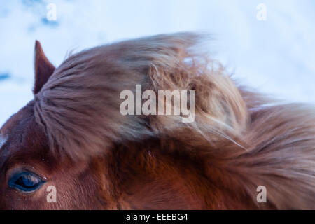 SUDERLAND, Island isländische Pony (Pferd) im Lebensraum. Stockfoto