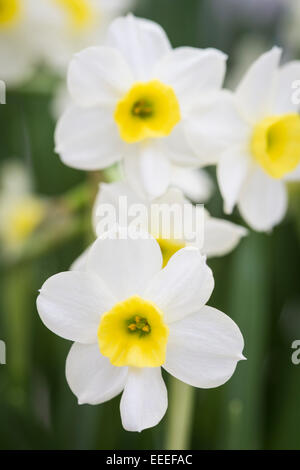 Narcissus "Minnow" Stockfoto