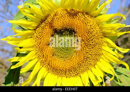Schöne Sonnenblumen Blume (Helianthus Annuus) im Thai Flower garden Stockfoto
