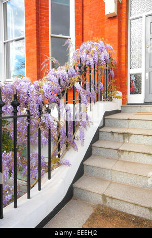 Wunderschöne Glyzinie Blumen vor dem Haus auf der Treppe Stockfoto