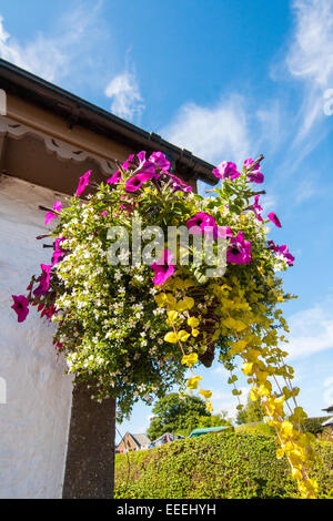 Wunderschöne Blumenampel hautnah mit rosa Petunien Stockfoto