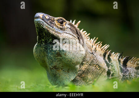 Großen schwarzen stacheligen-tailed Leguan (Ctenosaura Similis) aus Costa Rica Stockfoto