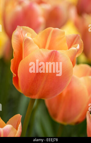 Tulipa "Atemberaubende Apricot" Stockfoto