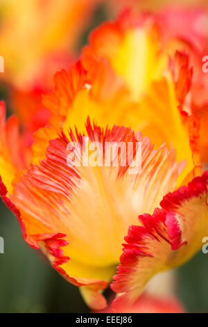 Tulipa "Karibik Papagei" Stockfoto