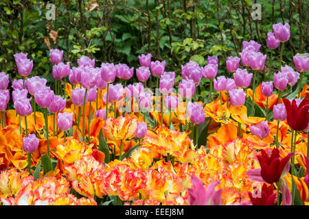 Keukenhof Gärten im Frühjahr.  Bunte Frühlings-Grenze Stockfoto