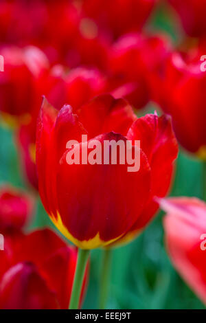 Tulipa "Wisley" Stockfoto