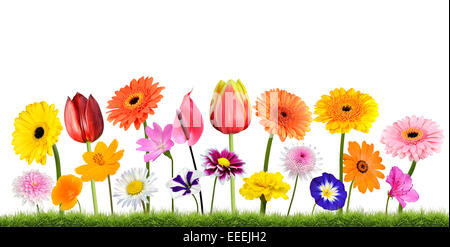 Bunte Blumen auf der Wiese, Isolated on White, Isolated on White Background. Lebendige rot, blau, rosa, lila, gelb Wh Stockfoto