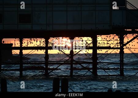 Aberystwyth, Wales, UK. 16. Januar 2015. UK-Wetter: Tausende Stare fliegen in der Dämmerung zum Schlafplatz für die Nacht auf den Beinen von der Meer Pier in Aberystwyth auf der West-Wales Küste UK. Bildnachweis: Keith Morris/Alamy Live-Nachrichten Stockfoto