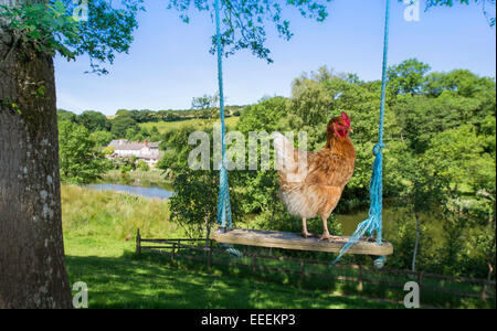 Ein Huhn auf einer Schaukel auf einem englischen Hof Stockfoto