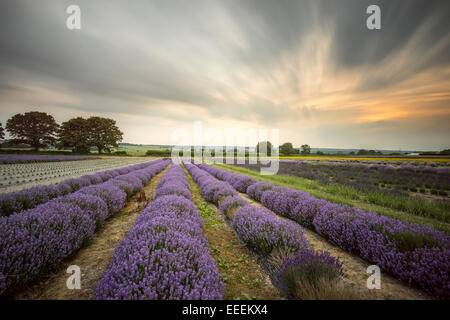 Alton Lavender Farm Stockfoto