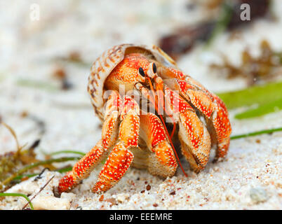 Einsiedlerkrebs Seychellen, La Digue Stockfoto