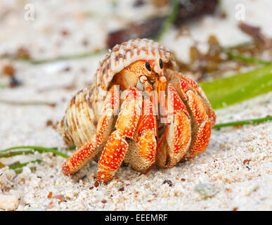 Einsiedlerkrebs Seychellen, La Digue Stockfoto