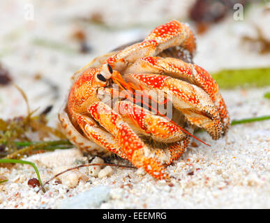 Einsiedlerkrebs Seychellen, La Digue Stockfoto