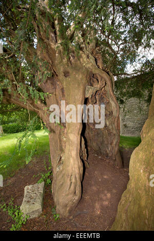 Großbritannien, England, Wiltshire, Vale of Pewsey, Alton Priors der Allerheiligenkirche, 1700 Jahre alten Kirchhof Eibe Stockfoto