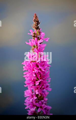 A single Blutweiderich Wildblumen wachsen am Rand eines Sees in Irland Stockfoto