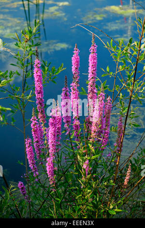 Lila Blutweiderich Rand Wildblumen an einem See in Irland Stockfoto