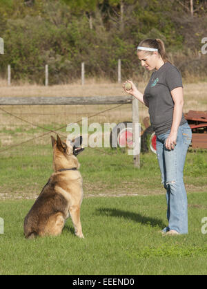 Frau spielt mit ihrem deutschen Schäferhund holen. Stockfoto