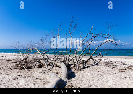 Stamm an der Ostseeküste Stockfoto