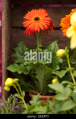 Orange Gerbera Blume in einem Terrakotta-Topf Stockfoto