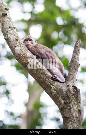 Ein Makaken-Affen in Indonesien Stockfoto