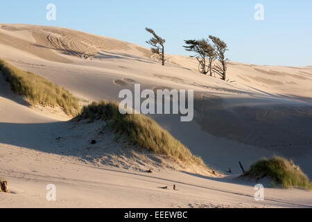 Sanddünen in Oregon Dunes National Recreation Area Stockfoto