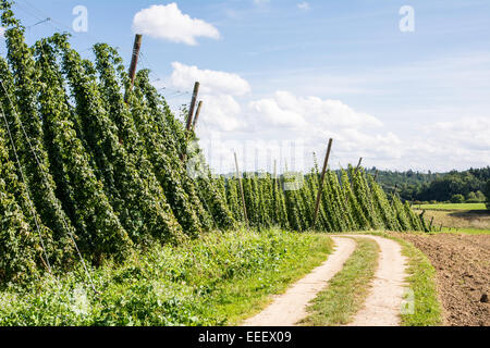 Feldweg entlang einem Hopfengarten in Bayern Stockfoto