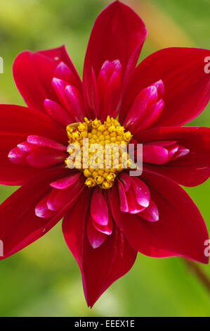 Dahlie - Var: Don Hill Stockfoto
