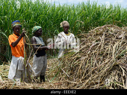 Mosambik, Lamego, BAGC Beira landwirtschaftliche Wachstumskorridor, 450 Hektar Zuckerrohr-Plantage der südafrikanischen Firma Tongaat Hulett, der Zucker wird in einer Zuckerfabrik in Mafambisse verarbeitet / MOSAMBIK, Lamego, BAGC Beira landwirtschaftliche Wachstumskorridor, 450 Hektar Zuckerrohr Farm der Suedafrikanischen Firma Tongaat Hulett Stockfoto