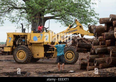 Mosambik, Beira Korridor, Holzhandel der chinesischen Unternehmen für den Export nach China, Laden und LKW-Transport von angemeldet Bäume von Tete Provinz zu Hafen Beira, hinter Baobab Baum, Stapel von Baumstamm/MOSAMBIK, Beira Korridor, Holzhandel von chinesischen Firmen fuer den Export nach China, LKW-Verladung und Transport von baumstaemmen aus der Provinz Tete zum Hafen Beira, Kahlschlag in Mosambik, taeglich kommen hunderte Lastwagen mit Holz in der Region Beira ein, Hintergrund Baobab Baum Stockfoto