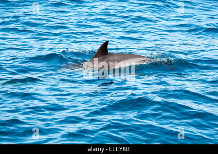 Ein kurzer Schnabel Gemeinen Delphin schwimmt westlich von La Palma im Atlantischen Ozean vor der Küste der Kanarischen Inseln.  Gemeinen Delfin Stockfoto