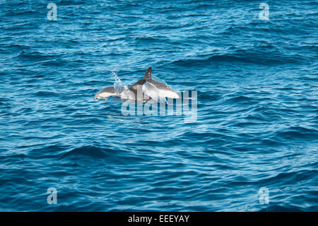 Ein kurzer Schnabel Gemeinen Delphin schwimmt westlich von La Palma im Atlantischen Ozean vor der Küste der Kanarischen Inseln.  Gemeinen Delfin Stockfoto