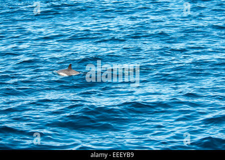 Ein kurzer Schnabel Gemeinen Delphin schwimmt westlich von La Palma im Atlantischen Ozean vor der Küste der Kanarischen Inseln.  Gemeinen Delfin Stockfoto