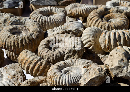 Fossilien, die für den Verkauf auf Aussentisch Tucson Gem and Mineral Show angezeigt.  Die Veranstaltung ist eine internationale, jährliche Attraktion. Stockfoto