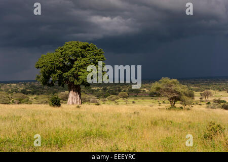 Baobab-Baum mit nähert sich Sturm und Gewitterwolke Stockfoto