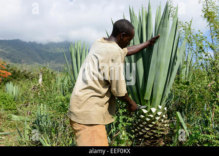 Tansania, Tanga, Korogwe, Sisal-Plantage in Kwalukonge, Bauernhof Arbeiter Ernte Sisal-Blätter, die für Seile Teppiche verwendet werden Stockfoto