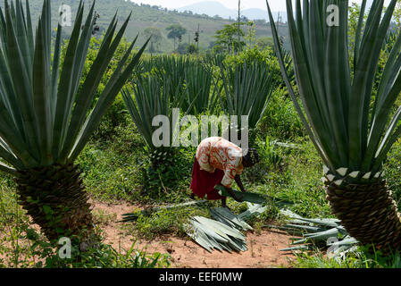 Tansania, Tanga, Korogwe, Sisal-Plantage in Kwalukonge, Bauernhof Arbeiter Ernte Sisal-Blätter, die für Seile Teppiche verwendet werden Stockfoto