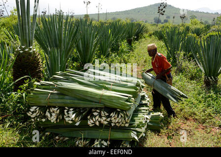 Tansania, Tanga, Korogwe, Sisal-Plantage in Kwalukonge, Bauernhof Arbeiter Ernte Sisal-Blätter, die für Seile Teppiche verwendet werden Stockfoto