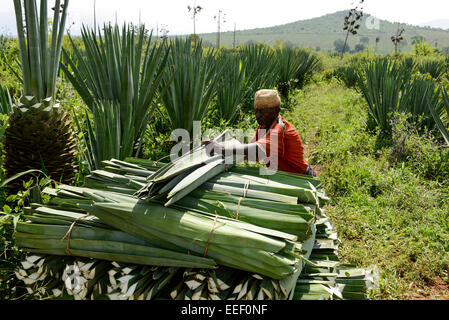 Tansania, Tanga, Korogwe, Sisal-Plantage in Kwalukonge, Bauernhof Arbeiter Ernte Sisal-Blätter, die für Seile Teppiche verwendet werden Stockfoto