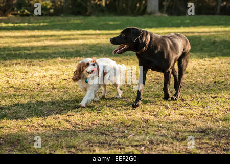 Zwei Jahre alte Cavalier King Charles Spaniel, Mandy, mit Ball und ein Jahr alt schwarz Labrador Mix, Chester, Hunden zusammen spazieren Stockfoto