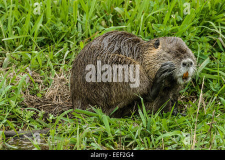 Nutrias, auch bekannt als der Fluss Ratte oder Nutria, ist eine große, Allesfresser, semi-aquatische Nager. Stockfoto