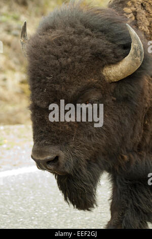 Bison Porträt ein Bison zu Fuß die Straße runter in Yellowstone-Nationalpark, Wyoming, USA Stockfoto